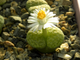 Lithops fulviceps 'aurea' C363 (D=15-18mm)