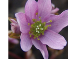 Anemonella thalictroides “Pink Susanne”