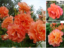 Плетистые розы - Сорт Вестерланд (Westerland).