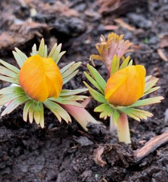 Eranthis longistipitata