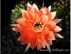 Echinopsis hybrid `Lisiy hvost` X Echinopsis