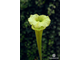 Sarracenia hybrid 5