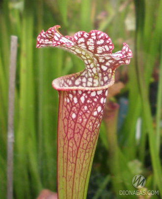 Sarracenia leucophylla Tarnok