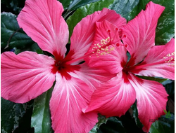 Гибискус вариегатный / Hibiscus rosa-sinensis var. cooperi ‘Carnival’