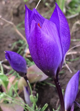 Crocus speciosus “Oxonian”