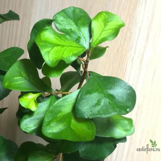 Ficus Triangularis "Green Dream" / фикус кокетка