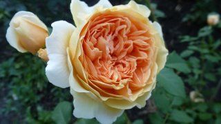 Краун принцесс Маргарет.(Crown Princess Margareta) (копия) Краун принцесс Маргарет.(Crown Princess Margareta) (копия)