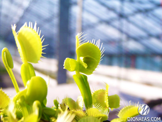 Dionaea muscipula Mirror