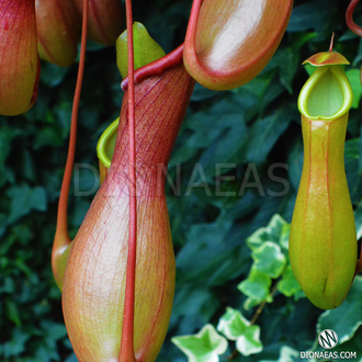 Непентес Алата | Nepenthes Alata