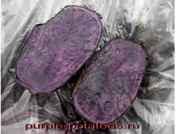 Дикий картофель Solanum rybinii purple