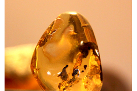 коллекция удивительных янтариков