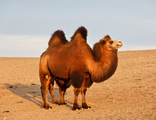 Одеяло &quot;Сахара-ЭКО&quot; Лёгкое (верблюжья шерсть, 200 гр/кв.м)