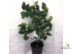 Ficus Fred Boutin / фикус фред бутин