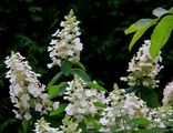 Тардива гортензия метельчатая (Hydrangea paniculata Tardiva)10л