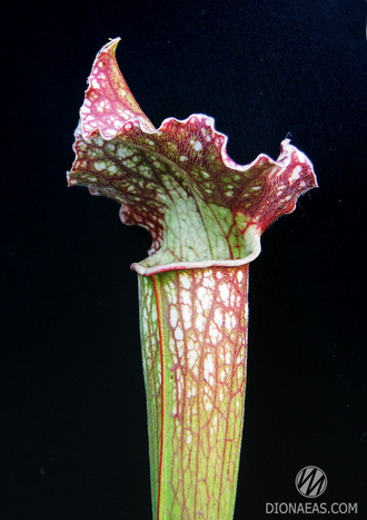 Sarracenia Hybrid 3