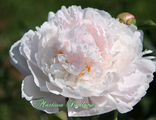 Paeonia La Lorraine