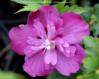 №44 Hibiscus syriacus Purple Ruffles