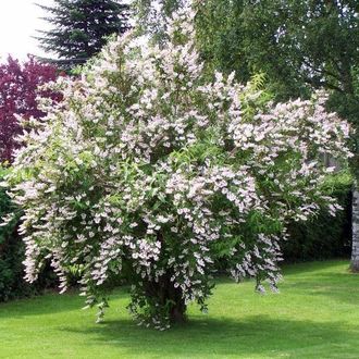 Дейция шершавая/Deutzia scabra(40-60/3л)