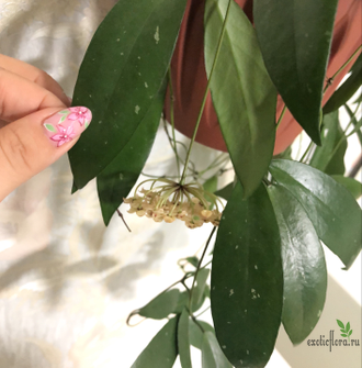 Hoya SP.  (Hoya sp.631, Hoya Ut-011)