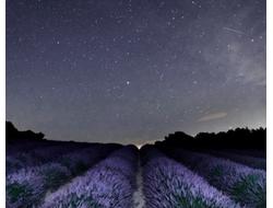 Лаванда эфирное масло БИО (Twickel Purple), PAYAN BERTRAND S.A.