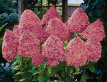 Гортензия метельчатая Меджикал Файер С3