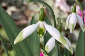 Galanthus elwesii Jessica