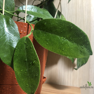 Hoya Albiflora