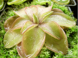 Pinguicula Seductora