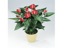 Горшечное растение (№12 016) "Антуриум"