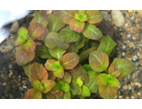 Людвигия овальная (Ludwigia ovalis)