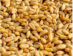 Пшеница фуражная 40 кг