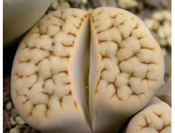 Lithops karasmontana (syn.jacobseniana) C227 - 10 семян