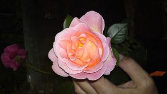 Эль (Elle), Ч/Г, Meilland Эль (Elle), Ч/Г, Meilland