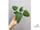 Ficus Palmeri каудексный (из семян) / фикус Палмери