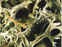 Дубовый мох абсолют молекулярная дистилляция