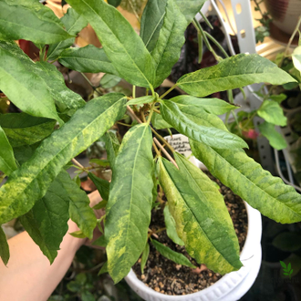 Ficus Racemosa Gold variegata / фикус ракемоза вариегатный желтый