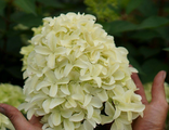 Скайфол гортензия метельчатая (Hydrangea paniculata `Skyfall`)