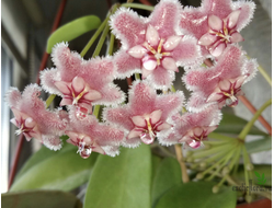 Hoya Pubicalyx 'Pink Dragon'