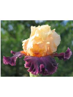 ОЦИЛОТ (OCELOT), Гио*99