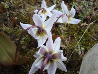 Erythronium sibiricum &quot;Вуаль&quot;