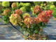 Махито гортензия метельчатая (Hydrangea paniculata `Mojito)