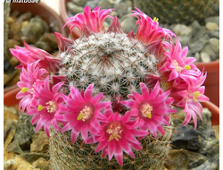 Mammillaria (Маммиллярия)