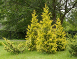 Туя западная Голден Брабант (Thuja occidentalis Golden Brabant)