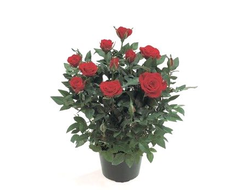 Горшечное растение (№12 012) Роза "Parad"