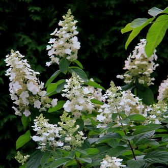 Тардива гортензия метельчатая (Hydrangea paniculata Tardiva)10л