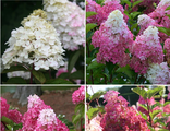 Фрайз Мельба метельчатая гортензия (Hydrangea paniculata `Fraise Melba` &#039;Renba&#039;)