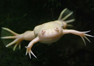 Лягушка шпорцевая альбинос (Xenopus laevis)