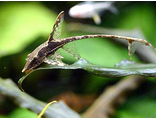 Стурисома панамская (Sturisoma panamense) 4-5 см