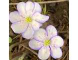 Hepatica nobilis. Форма 4