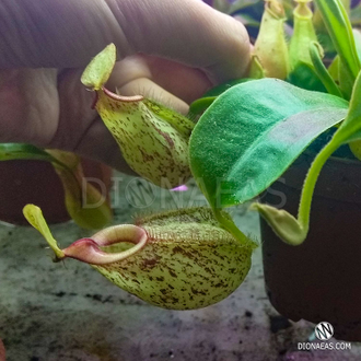 Непентес Хукериана | Nepenthes Hookeriana